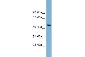WB Suggested Anti-ALPPL2 Antibody Titration:  0. (ALPPL2 antibody  (Middle Region))
