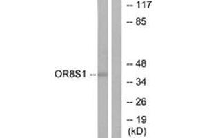 Western blot analysis of extracts from HT-29 cells, using OR8S1 Antibody. (OR8S1 antibody  (AA 90-139))