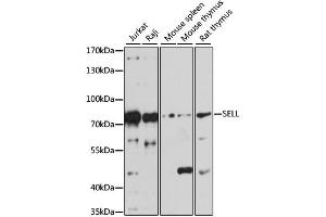 Western blot analysis of extracts of various cell lines, using SELL antibody (ABIN1874720) at 1:1000 dilution. (L-Selectin antibody)