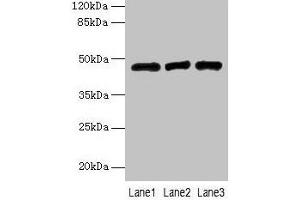 Western blot All lanes: B3GNT2 antibody at 4 μg/mL Lane 1: 293T whole cell lysate Lane 2: Jurkat whole cell lysate Lane 3: HL60 whole cell lysate Secondary Goat polyclonal to rabbit IgG at 1/10000 dilution Predicted band size: 47, 46 kDa Observed band size: 47 kDa (B3GNT2 antibody  (AA 29-397))
