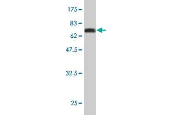 DCPS antibody  (AA 1-337)