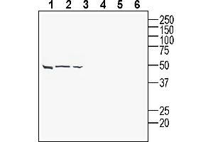 Western blot analysis of human  pancreatic duct carcinoma cell line lysate (lanes 1 and 4), human  MG glioblastoma cell line lysate (lanes 2 and 5) and human Jurkat T-cell leukemia cell line lysate (lanes 3 and 6):1-3.