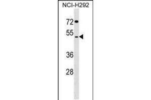 Western blot analysis in NCI-H292 cell line lysates (35ug/lane). (SDS3 antibody  (N-Term))