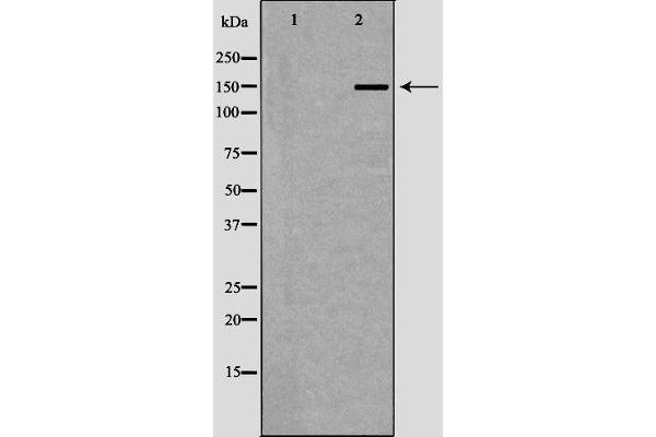 TCOF1 antibody  (N-Term)