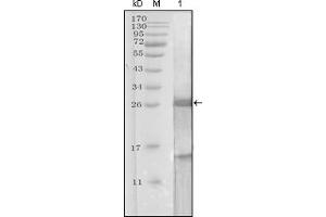 Western Blotting (WB) image for anti-Prostate Specific Antigen (PSA) (AA 26-251) antibody (ABIN2464094) (Prostate Specific Antigen antibody  (AA 26-251))