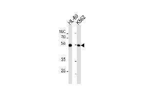 Western blot analysis in HL-60,K562 cell line lysates (35ug/lane).