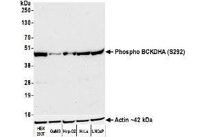 Western Blotting (WB) image for anti-Branched Chain Keto Acid Dehydrogenase E1, alpha Polypeptide (BCKDHA) (pSer292) antibody (ABIN7449282)