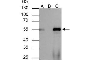 IP Image FOXA1 antibody immunoprecipitates FOXA1 protein in IP experiments. (FOXA1 antibody  (C-Term))