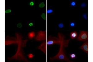 Immunofluorescence of Rabbit Anti-Histone H4 [ac Lys5] Antibody. (Histone H4 antibody  (acLys5))
