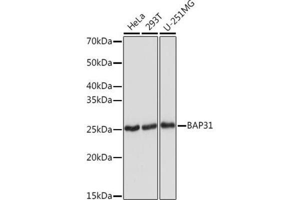 BCAP31 antibody