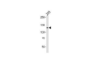 Western blot analysis of lysate from 293 cell line, using XIP1 Antibody (N-term) (ABIN6243937 and ABIN6577596). (PAXIP1 antibody  (N-Term))