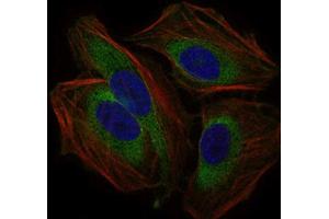 Immunocytochemistry (ICC) image for anti-CD59 (CD59) (AA 31-111) antibody (ABIN1845905)