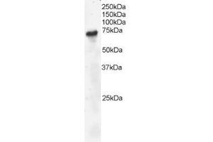Image no. 1 for anti-B-Cell Linker (BLNK) (AA 444-456) antibody (ABIN297938) (B-Cell Linker antibody  (AA 444-456))