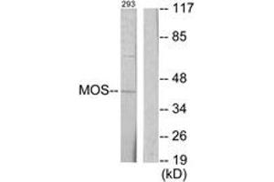 Western Blotting (WB) image for anti-Moloney Sarcoma Oncogene (MOS) (AA 61-110) antibody (ABIN2889374) (MOS antibody  (AA 61-110))
