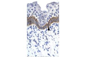 WB Suggested Anti-YWHAH Antibody Titration: 0. (14-3-3 eta antibody  (N-Term))