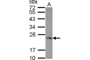 Image no. 1 for anti-Tumor Necrosis Factor (Ligand) Superfamily, Member 9 (TNFSF9) (AA 49-254) antibody (ABIN1501457) (TNFSF9 antibody  (AA 49-254))