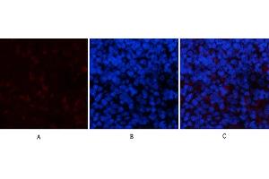 Immunofluorescence analysis of rat spleen tissue. (PPARD antibody)