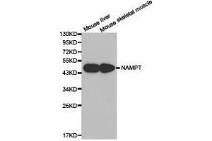 Western Blotting (WB) image for anti-Nicotinamide phosphoribosyltransferase (NAMPT) antibody (ABIN1873817) (NAMPT antibody)