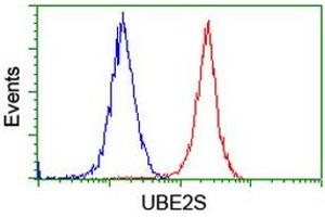 Image no. 4 for anti-Ubiquitin-Conjugating Enzyme E2S (UBE2S) antibody (ABIN1501644)