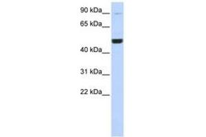Image no. 1 for anti-Kinesin Heavy Chain Member 2A (KIF2A) (C-Term) antibody (ABIN6742414) (KIF2A antibody  (C-Term))