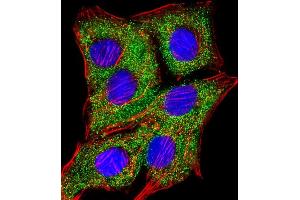 Immunofluorescent analysis of 4% paraformaldehyde-fixed, 0. (TIMP2 antibody)