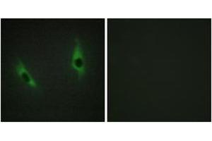 Immunofluorescence analysis of HeLa cells, using LAMB3 Antibody.