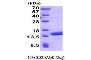 Figure annotation denotes ug of protein loaded and % gel used. (POLR2J2 Protein)