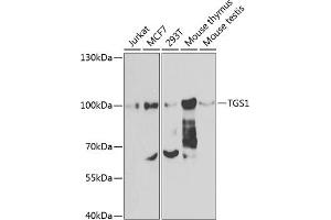 Western blot analysis of extracts of various cell lines, using TGS1 antibody (ABIN6132398, ABIN6149101, ABIN6149102 and ABIN6223823) at 1:1000 dilution.