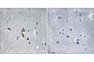 Immunohistochemistry analysis of paraffin-embedded human brain tissue, using OAZ1 Antibody. (OAZ1 antibody  (AA 14-63))