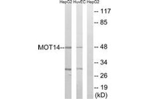 Western Blotting (WB) image for anti-Solute Carrier Family 16, Member 14 (Monocarboxylic Acid Transporter 14) (SLC16A14) (AA 131-180) antibody (ABIN2890420) (SLC16A14 antibody  (AA 131-180))