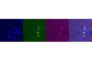 Immunohistochemistry (IHC) image for anti-Purkinje Cell Protein 4 (PCP4) antibody (ABIN7456002) (PCP4 antibody)
