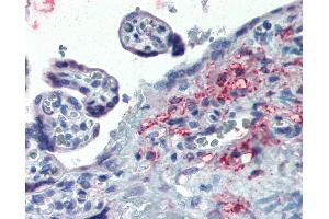 Anti-ERP44 / TXNDC4 antibody IHC of human placenta. (ERP44 antibody  (Internal Region))