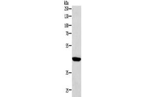Western Blotting (WB) image for anti-SRY (Sex Determining Region Y)-Box 7 (SOX7) antibody (ABIN2422178) (SOX7 antibody)