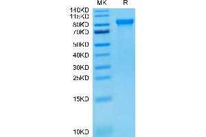 SDS-PAGE (SDS) image for Leukocyte Immunoglobulin-Like Receptor, Subfamily B (With TM and ITIM Domains), Member 2 (LILRB2) (AA 22-458) protein (Fc Tag) (ABIN7275169)