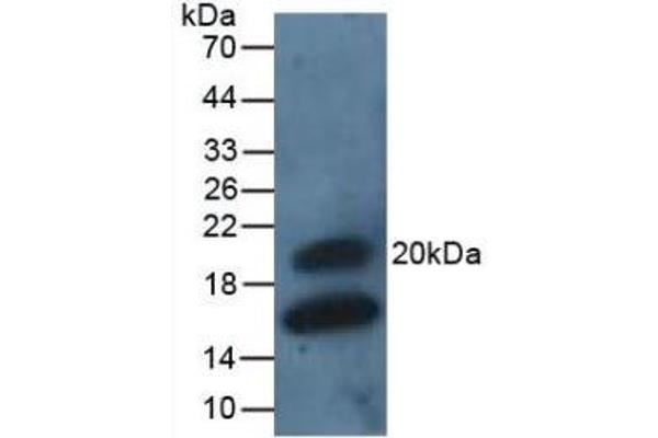 GREM1 antibody  (AA 26-184)