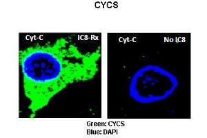 Immunofluorescence (IF) image for anti-Cytochrome C, Somatic (CYCS) (N-Term) antibody (ABIN2788640)