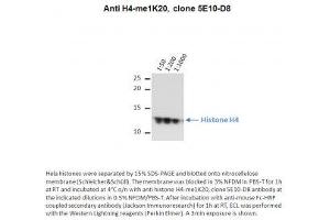 Image no. 1 for anti-Histone H4 (meLys20) antibody (ABIN1042605) (Histone H4 antibody  (meLys20))