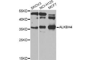 Western blot analysis of extracts of various cell lines, using ALKBH4 Antibody (ABIN5974944) at 1/1000 dilution. (ALKBH4 antibody)