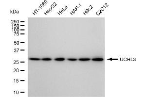 Western blotting analysis using UCHL3 antibody (ABIN7800710).