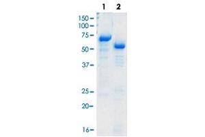 Loading 2 ug protein in SDS-PAGE: Lane1: BSA, Lane2: His-WARS.