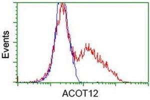 HEK293T cells transfected with either RC210445 overexpress plasmid (Red) or empty vector control plasmid (Blue) were immunostained by anti-ACOT12 antibody (ABIN2454263), and then analyzed by flow cytometry. (ACOT12 antibody)