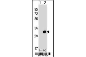 Western blot analysis of *SCGN using rabbit polyclonal *SCGN Antibody using 293 cell lysates (2 ug/lane) either nontransfected (Lane 1) or transiently transfected (Lane 2) with the SCGN gene. (SCGN antibody  (N-Term))