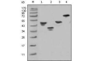 Western Blot showing GST antibody used against various fusion protein with GST tag.