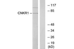 Western blot analysis of extracts from COLO205 cells, using CNKR1 Antibody. (CNKSR1 antibody  (AA 491-540))