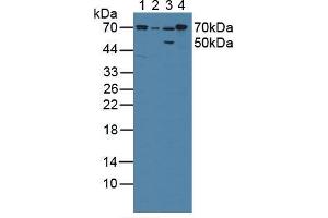 Western blot analysis of (1) Porcine Liver Tissue, (2) Porcine Large Intestine Tissue, (3) Rat Stomach Tissue and (4) Rat Liver Tissue. (POR antibody  (AA 77-518))