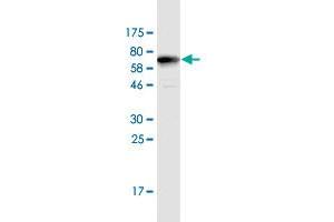 Western Blot detection against Immunogen (67. (TYW1 antibody  (AA 1-384))