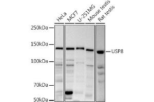 Western blot analysis of extracts of various cell lines, using (ABIN6132776, ABIN6150035, ABIN6150036 and ABIN6222811) at 1:1000 dilution. (USP8 antibody  (AA 1-270))
