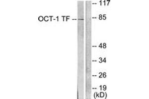 Western blot analysis of extracts from HeLa cells, using OCT1 Antibody.