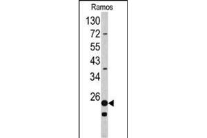 Western blot analysis of RPS9 antibody (C-term) (ABIN390552 and ABIN2840887) in Ramos cell line lysates (35 μg/lane). (RPS9 antibody  (C-Term))