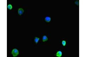 Immunofluorescent analysis of HepG2 cells using ABIN7155348 at dilution of 1:100 and Alexa Fluor 488-congugated AffiniPure Goat Anti-Rabbit IgG(H+L) (HIST1H1C antibody  (AA 2-213))